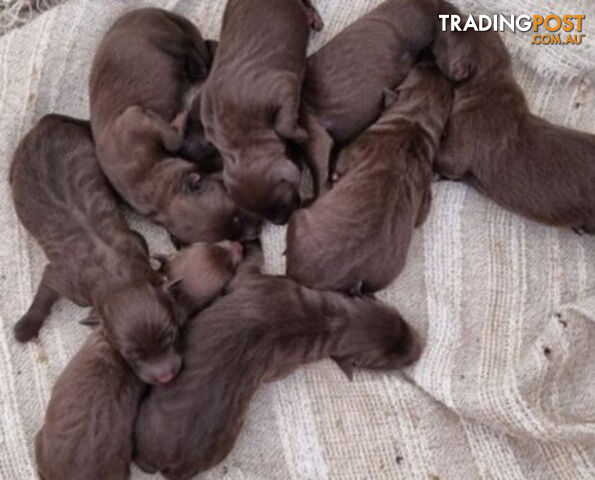 TOP AUSTRALIAN KELPIE PUPS