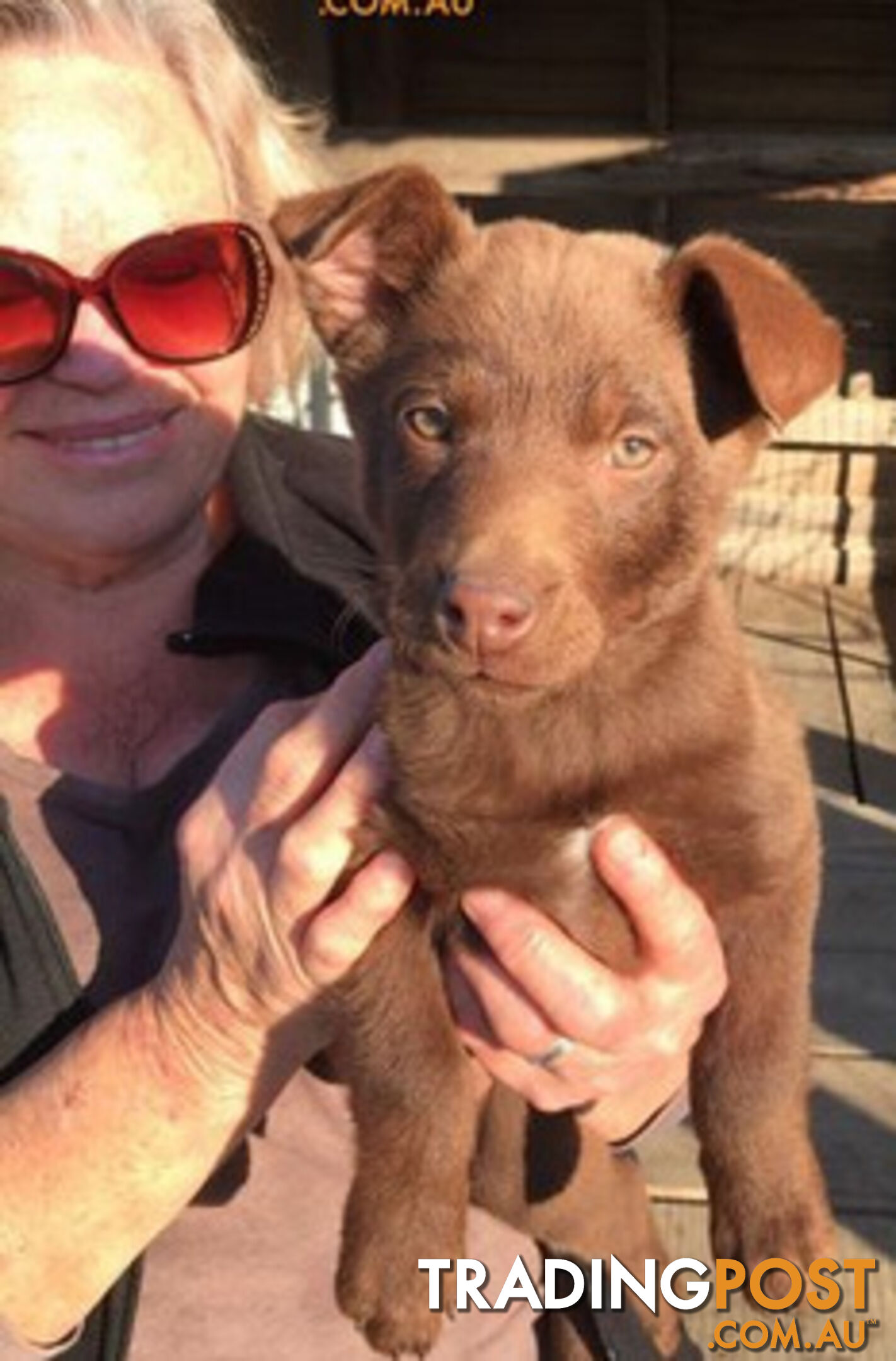 TOP AUSTRALIAN KELPIE PUPS