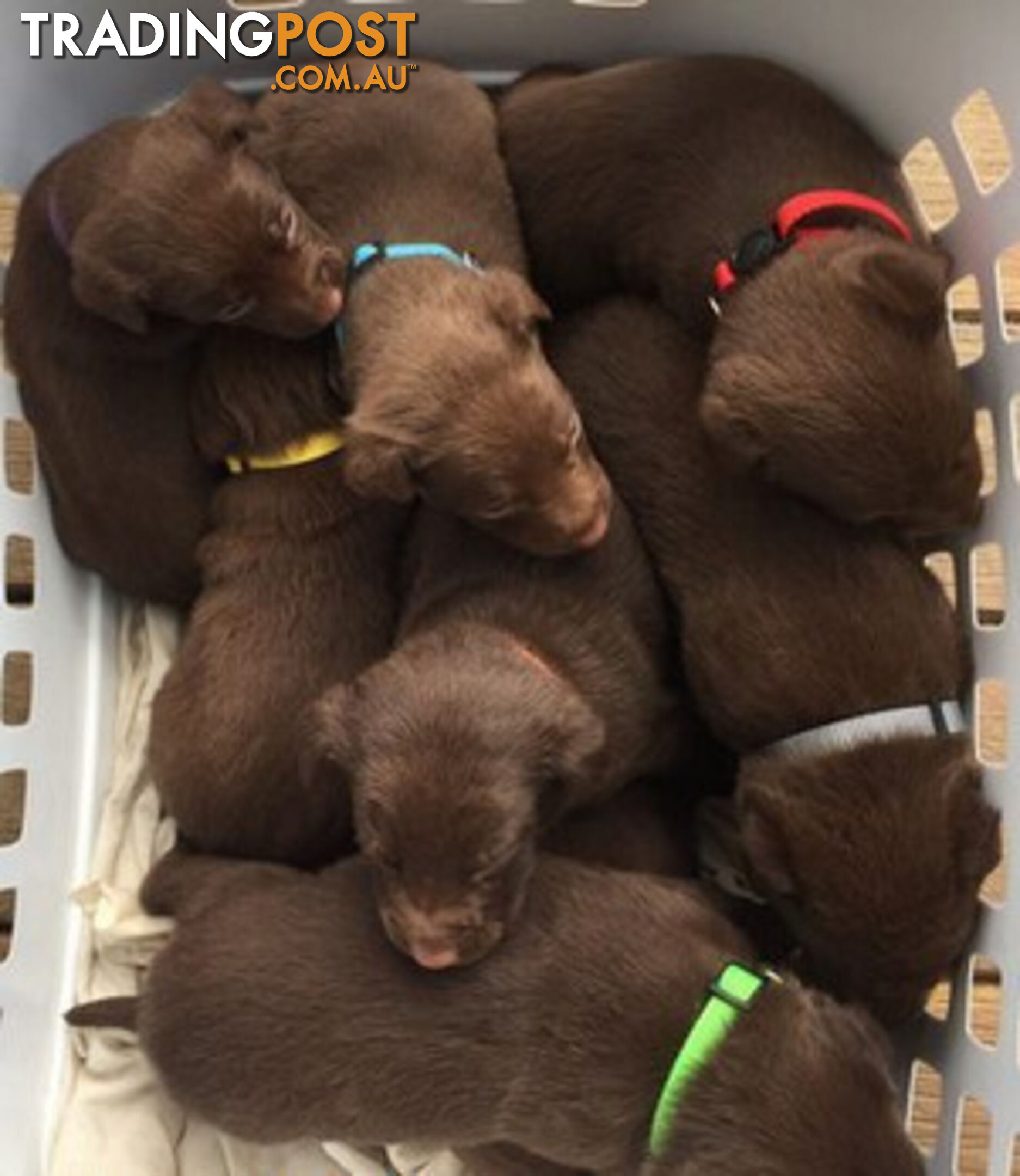 TOP AUSTRALIAN KELPIE PUPS