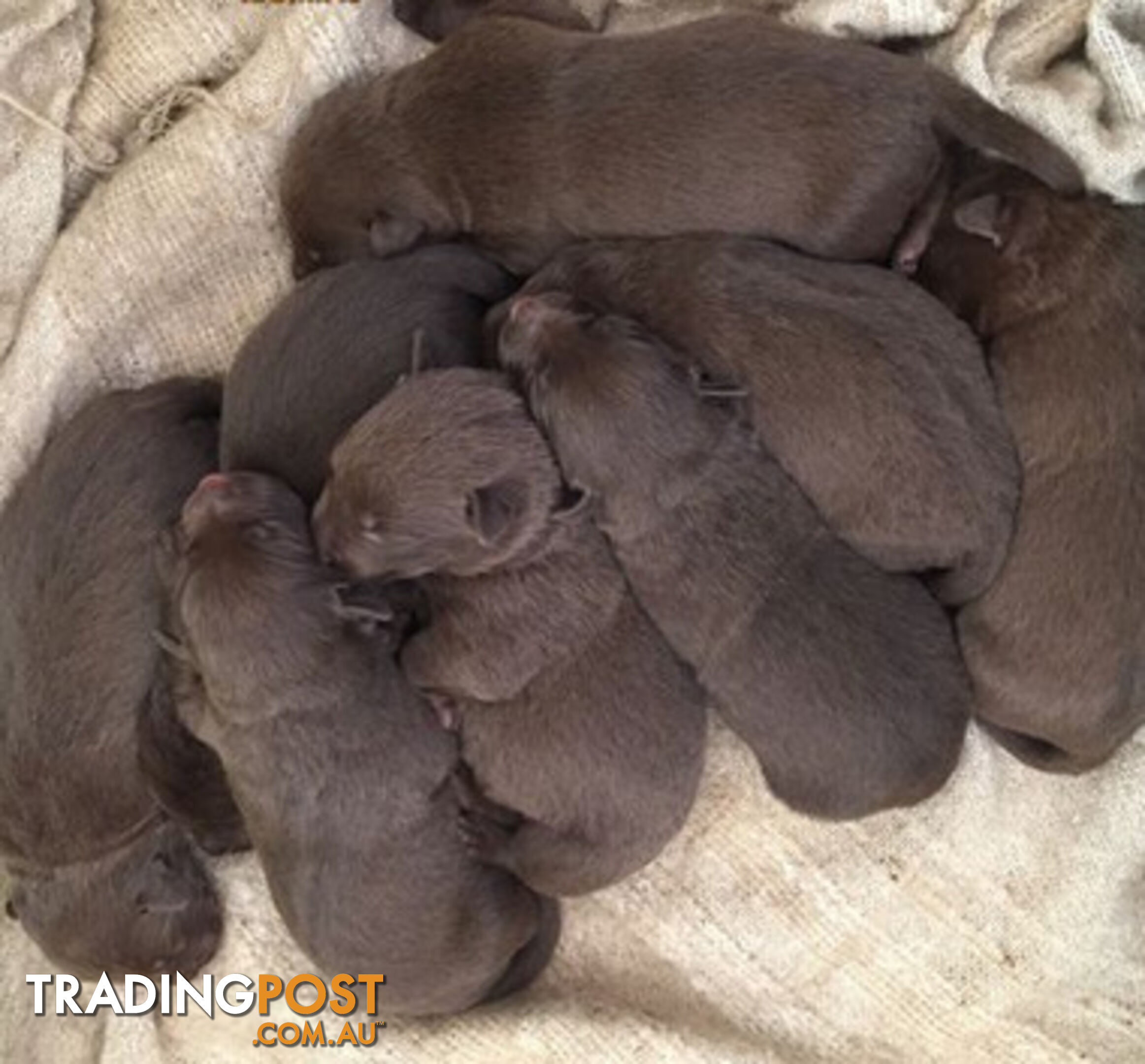 TOP AUSTRALIAN KELPIE PUPS