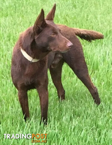 TOP AUSTRALIAN KELPIE PUPS