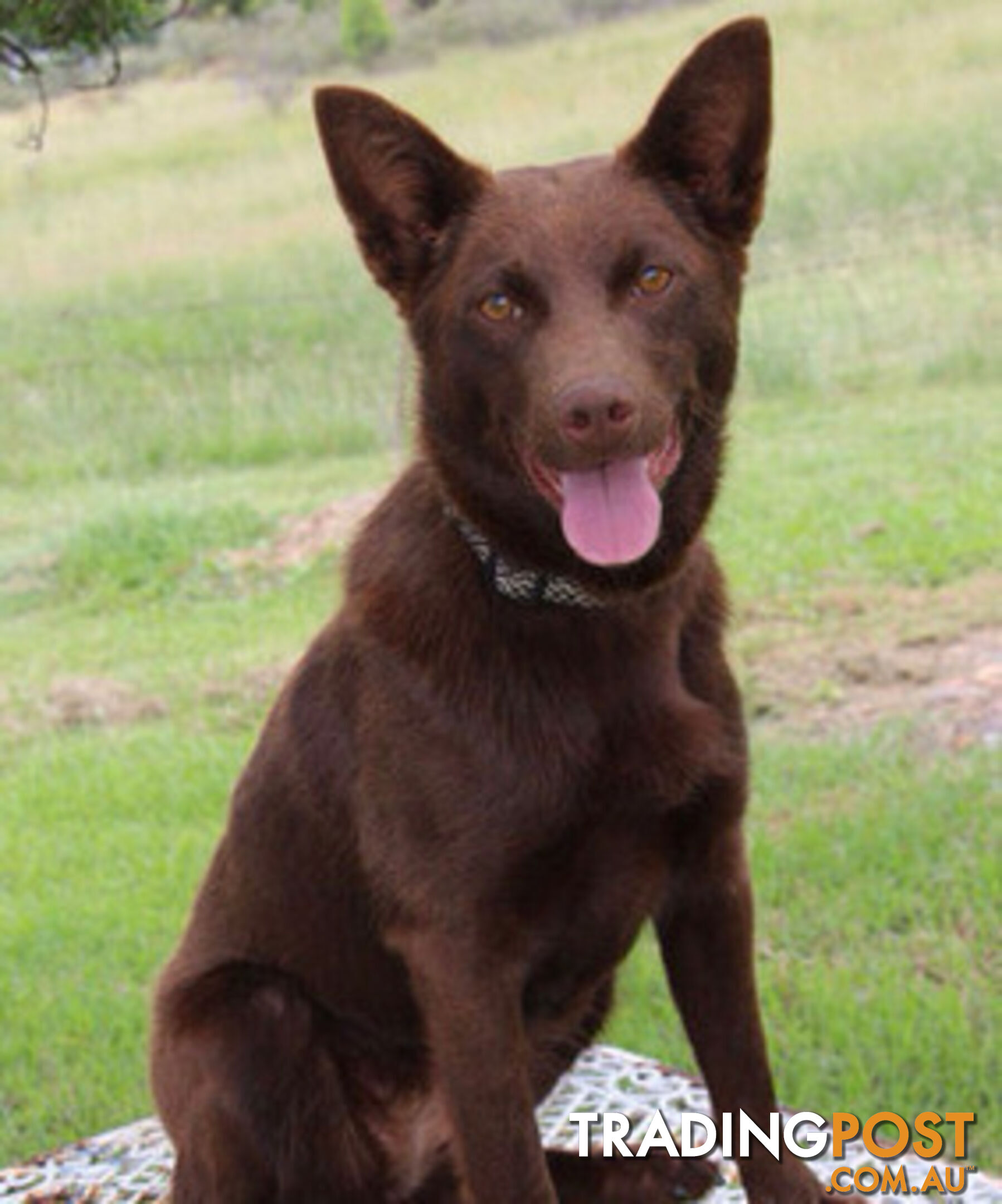 TOP AUSTRALIAN KELPIE PUPS