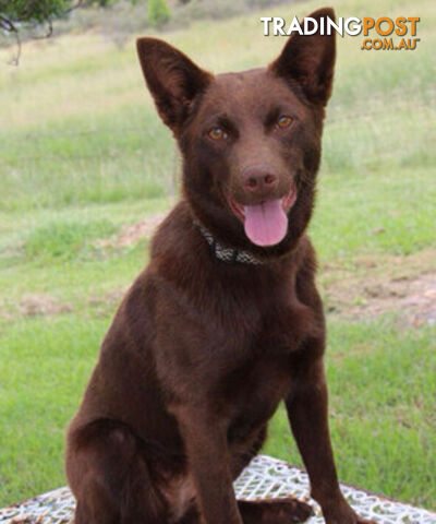 TOP AUSTRALIAN KELPIE PUPS