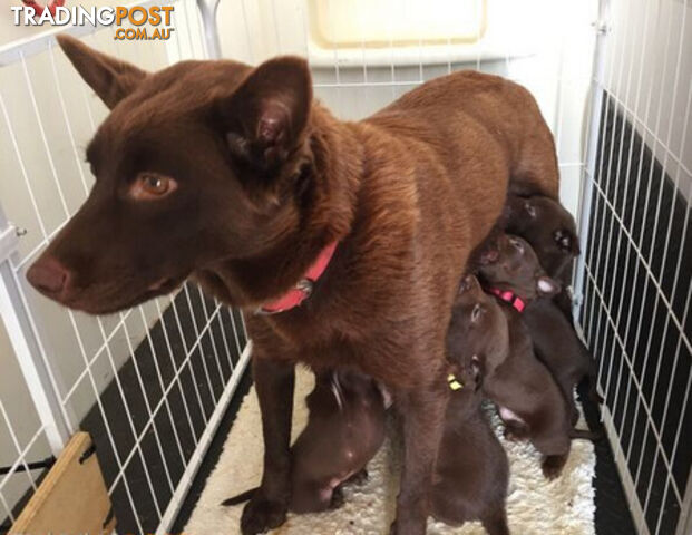 TOP AUSTRALIAN KELPIE PUPS