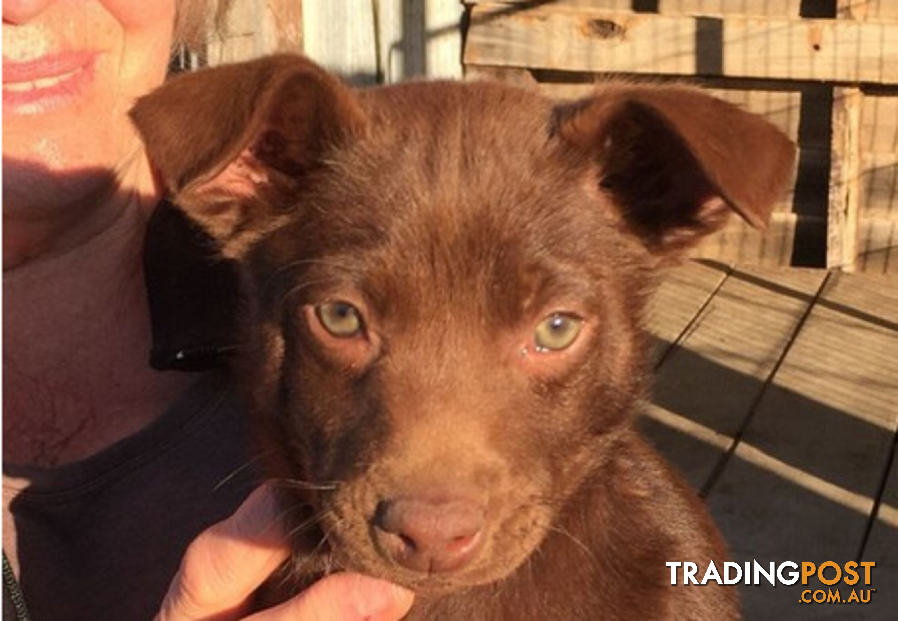 TOP AUSTRALIAN KELPIE PUPS