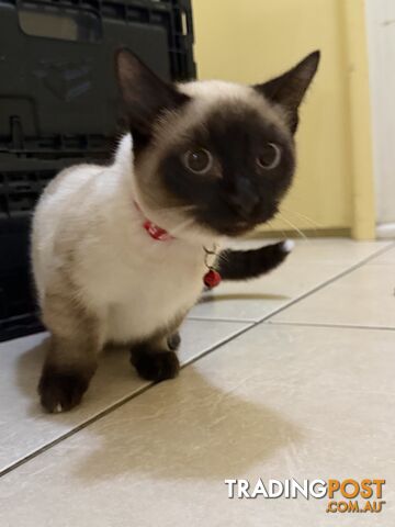 Seal Point Munchkin Kitten