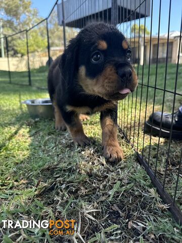 Purebred Female Rottweiler Puppies Ready to go