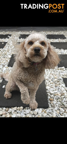 Female Red And White Cavoodle Dog