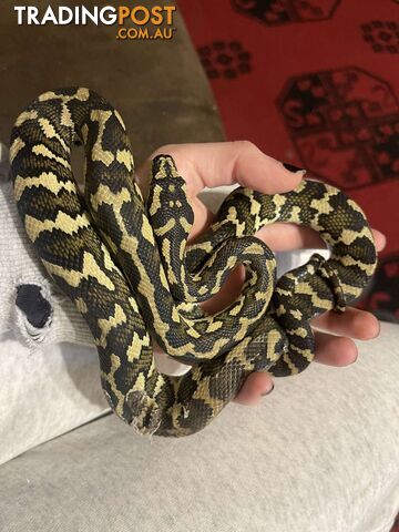 jungle python