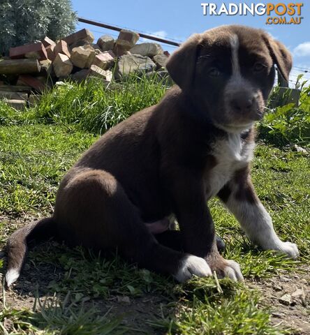 Kelpie X Pups for Sale - only 1 beautiful boy left —