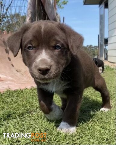 Kelpie X Pups for Sale