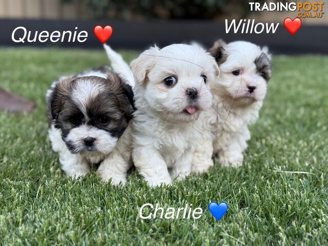 MALTESE SHIH TZU / SHITZU PUPPIES - Ready for Christmas!