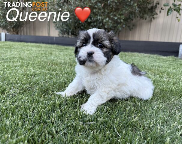 MALTESE SHIH TZU / SHITZU PUPPIES - Ready for Christmas!