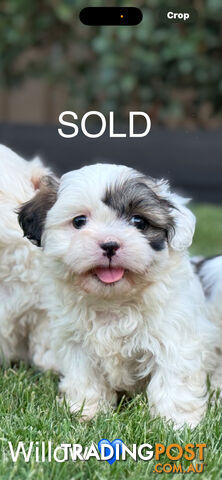 MALTESE SHIH TZU / SHITZU PUPPIES - LAST PUPPY LEFT !!