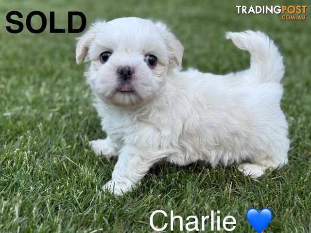 MALTESE SHIH TZU / SHITZU PUPPIES - LAST PUPPY LEFT !!