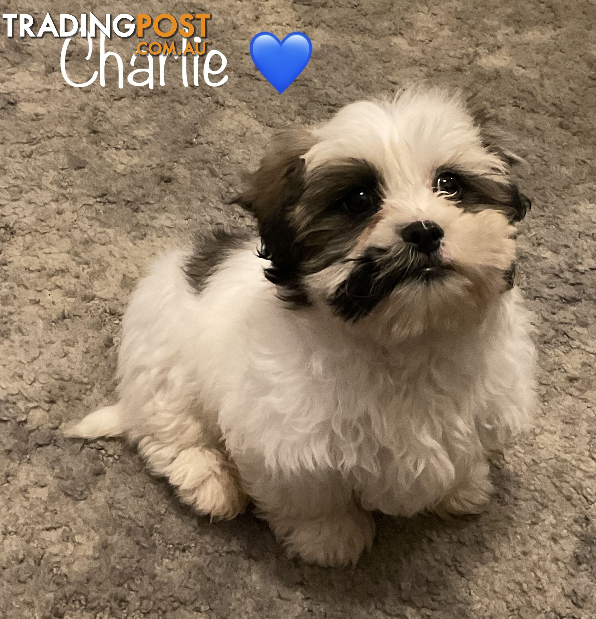 ONE LAST PUPPY LEFT !! - FREE DE-SEXING GENUINE MALTESE SHIH TZU/SHITZU