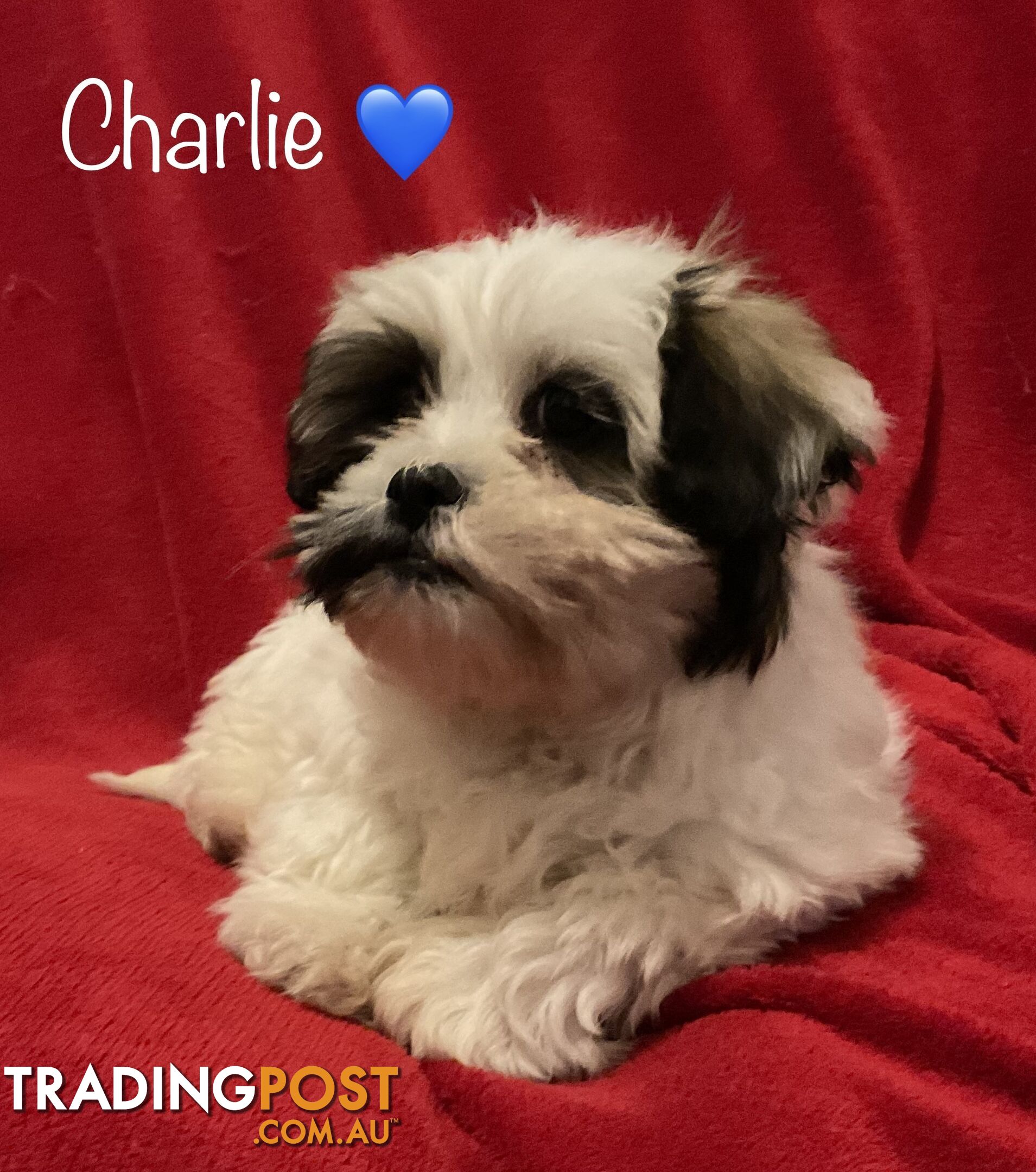 ONE LAST PUPPY LEFT !! - FREE DE-SEXING GENUINE MALTESE SHIH TZU/SHITZU