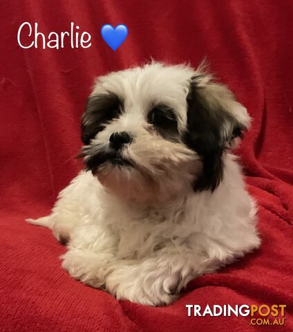 ONE LAST PUPPY LEFT !! - FREE DE-SEXING GENUINE MALTESE SHIH TZU/SHITZU