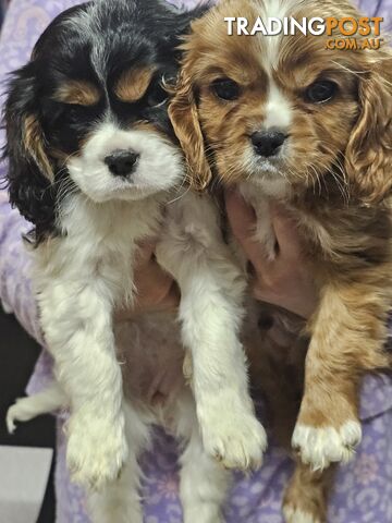 2 Cavalier Puppies