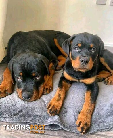 Purebred German Blood line Rottweiler Puppies for sale