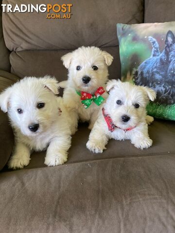 West highland terrier x Scottish terrier puppies