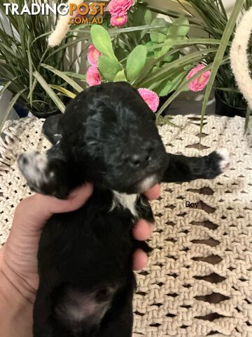 Shitzu x Maltese puppies