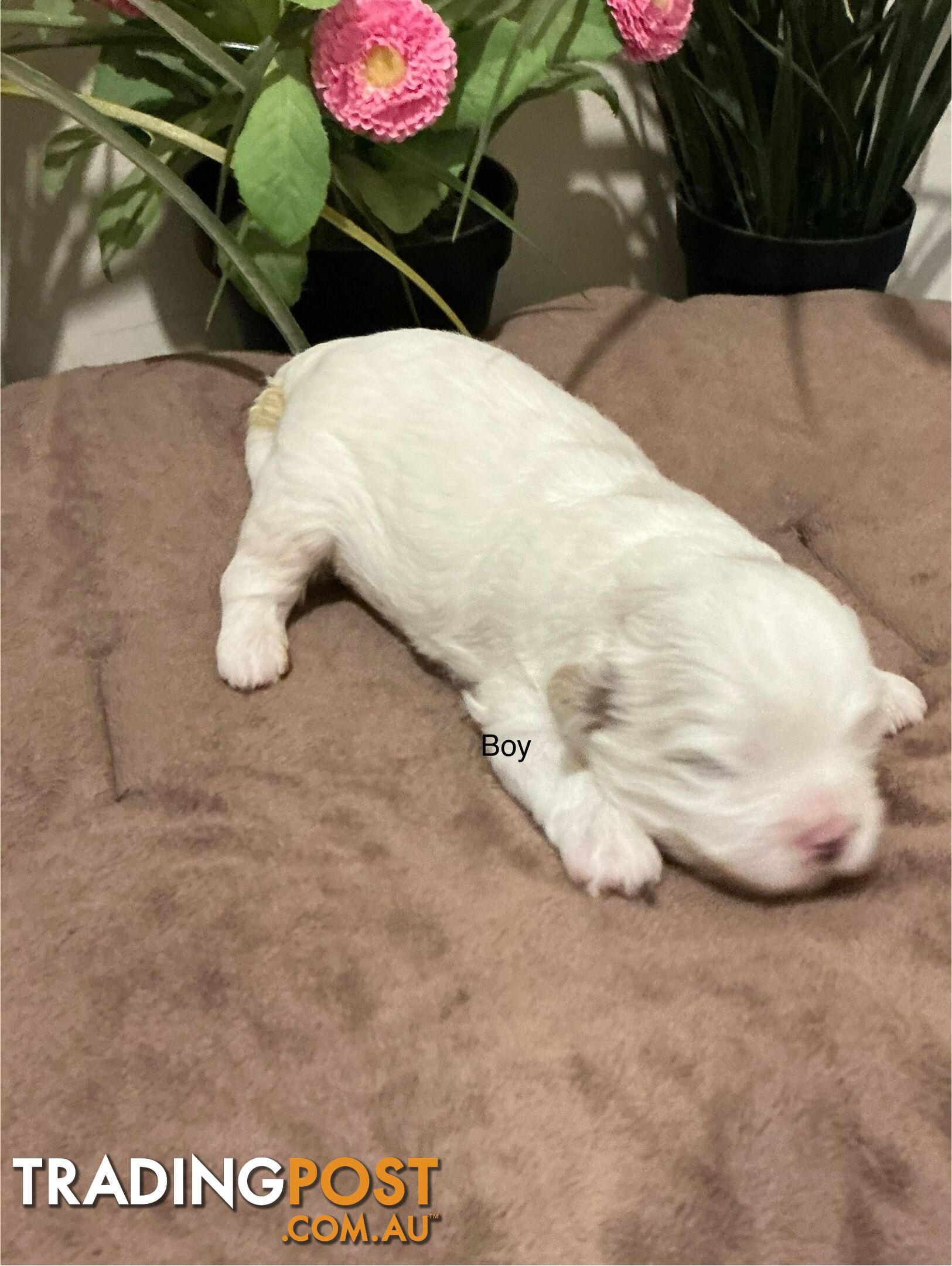 Shitzu x Maltese puppies