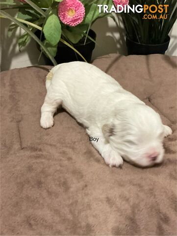 Shitzu x Maltese puppies