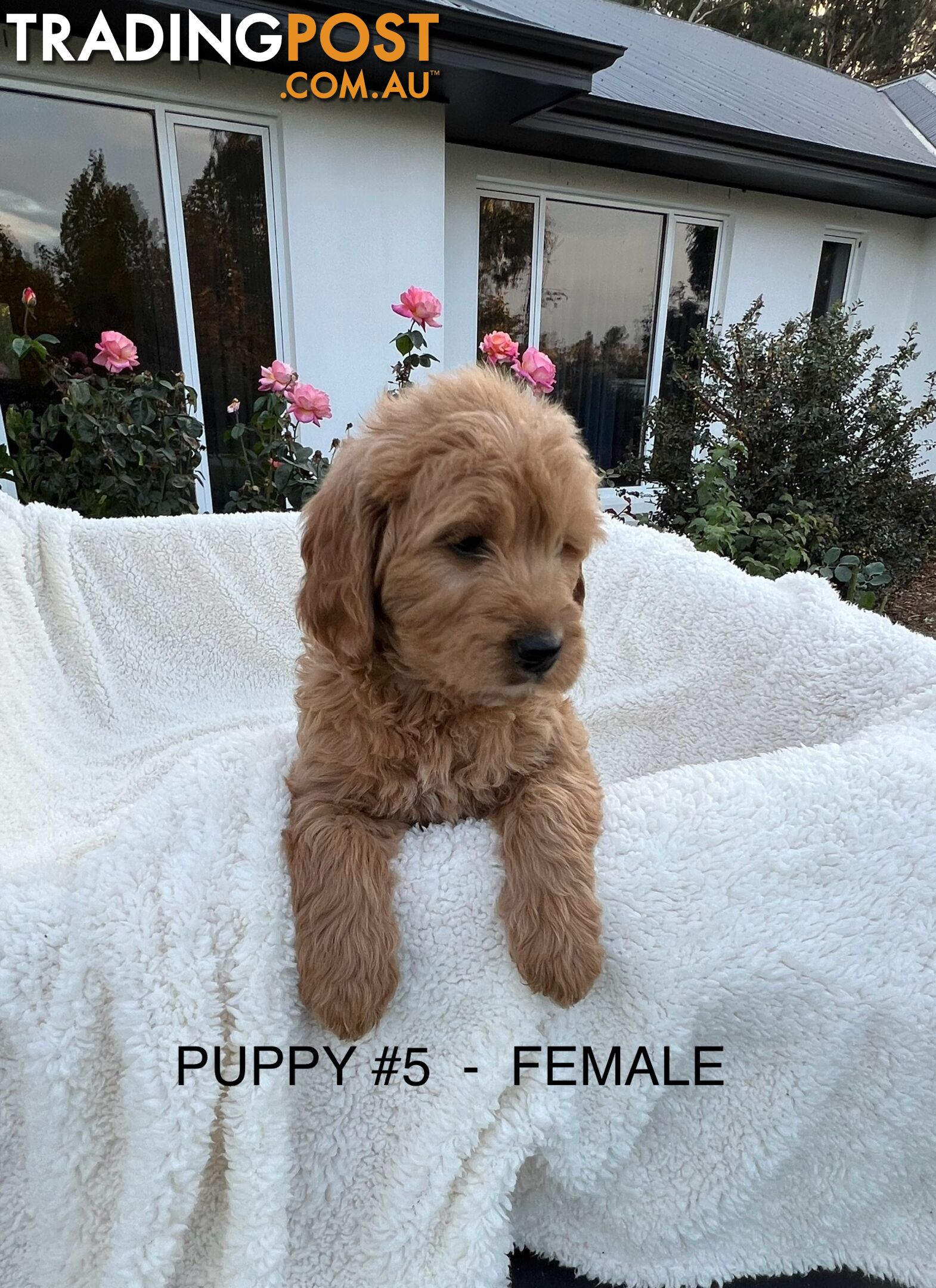 GROODLE F1 PUPPIES