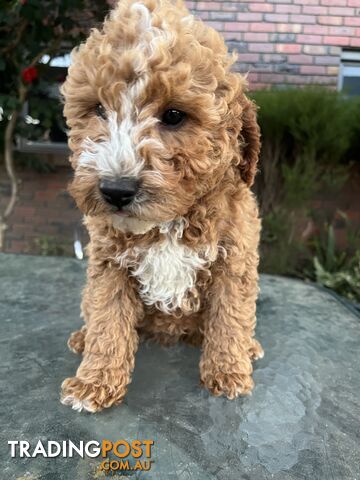 Toy Cavoodle puppies