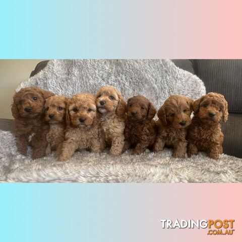 Gorgeous Spoodle Puppies