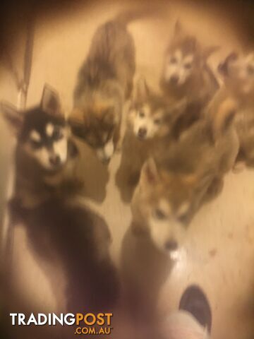 Purebred Alaskan malamute puppies