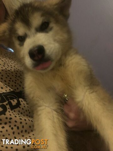 Purebred Alaskan malamute puppies