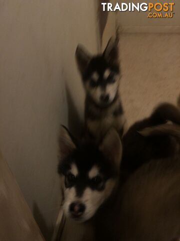 Purebred Alaskan malamute puppies