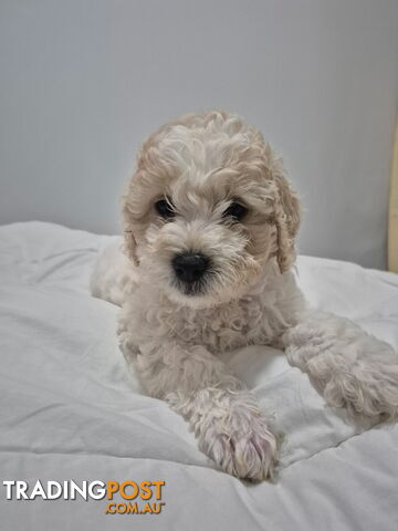F1B Moodles puppies looking for their forever home