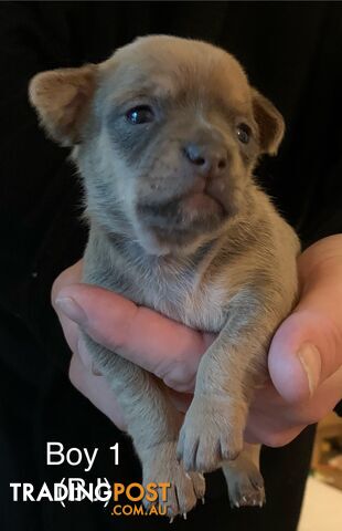 Pure chihuahua puppies