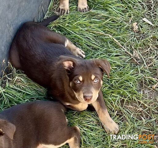 Australian Kelpie purebred pups