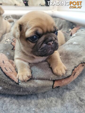 3 purebred pug puppies