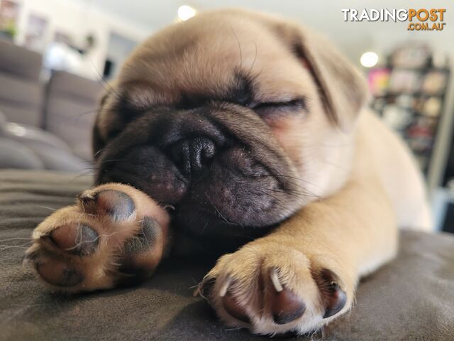 3 purebred pug puppies