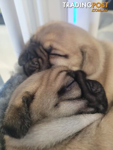 3 purebred pug puppies