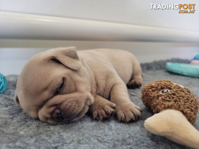 3 purebred pug puppies