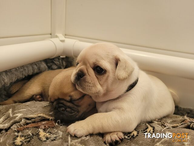 4 purebred pug puppies