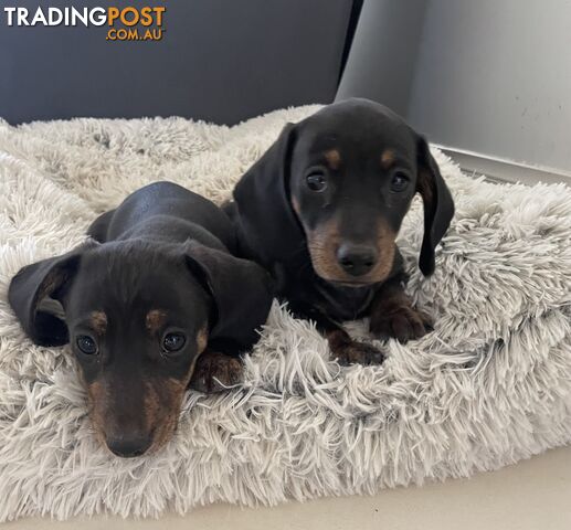 Mini Brindle Dachshund Pups