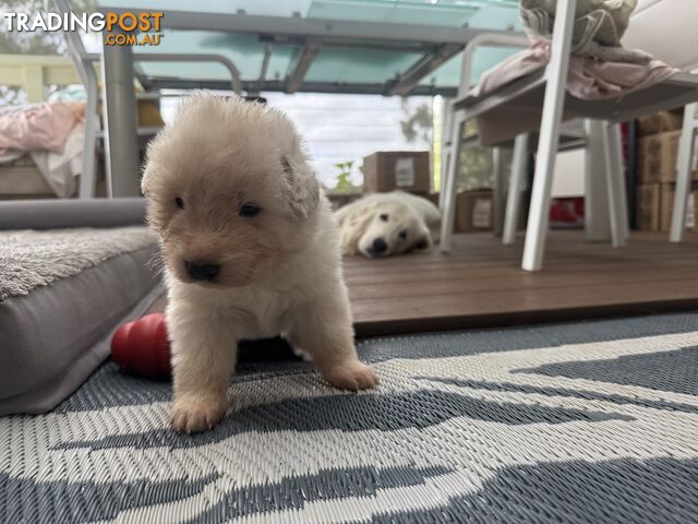 9 Maremma Puppies for Sale!