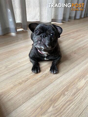 French Bulldog (Belle) Black Brindle Purebred