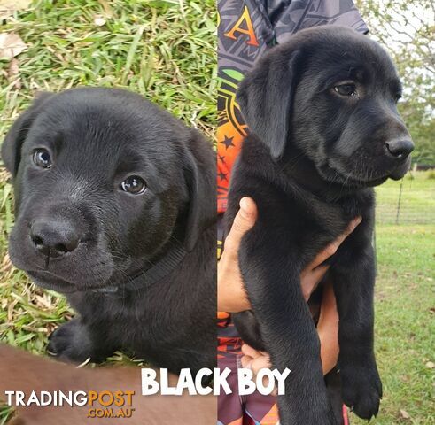 Labrador puppies