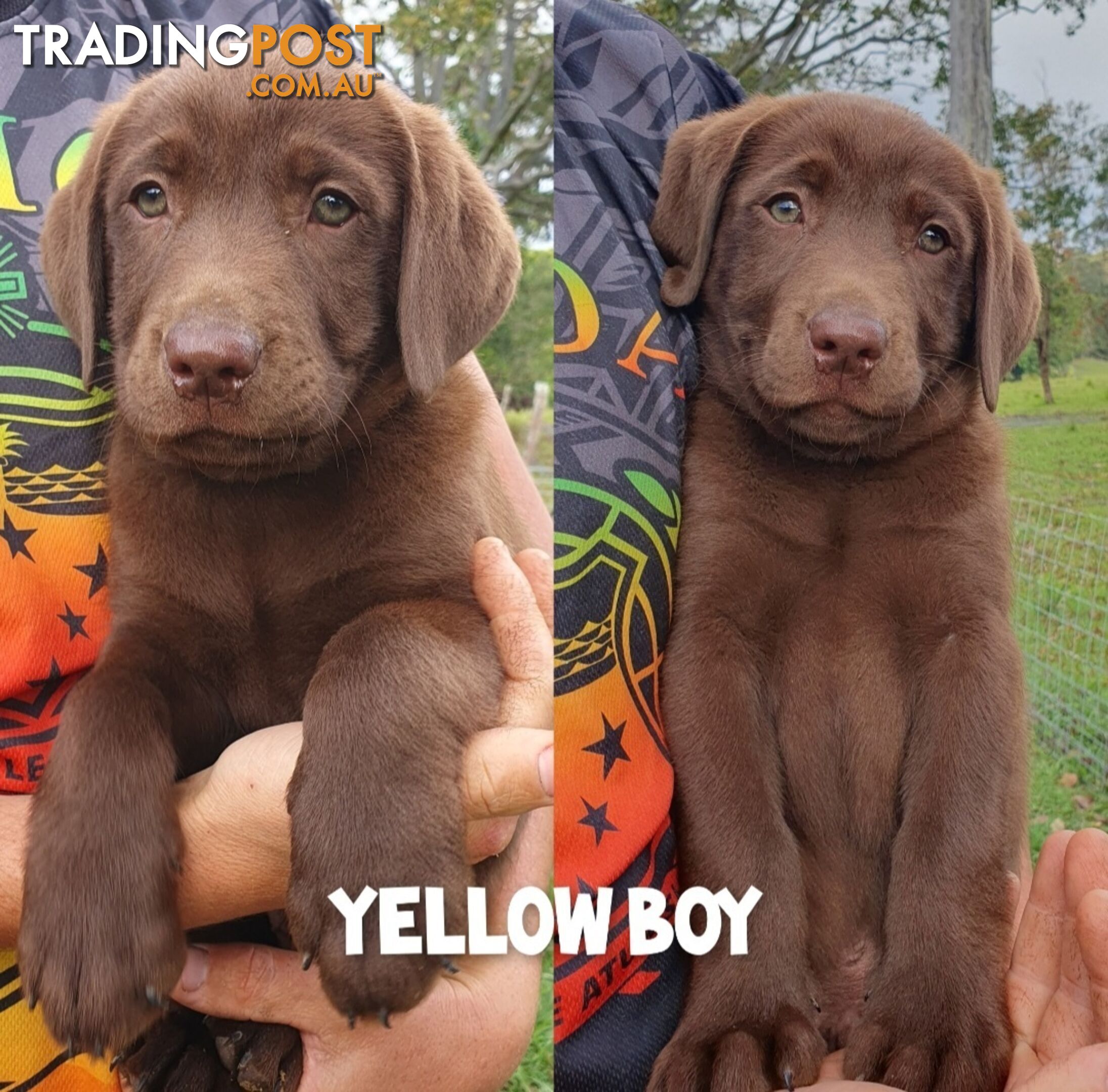 Purbred Labrador puppies