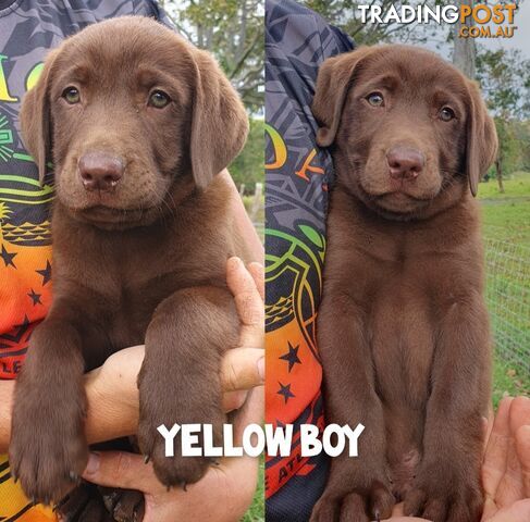 Purbred Labrador puppies