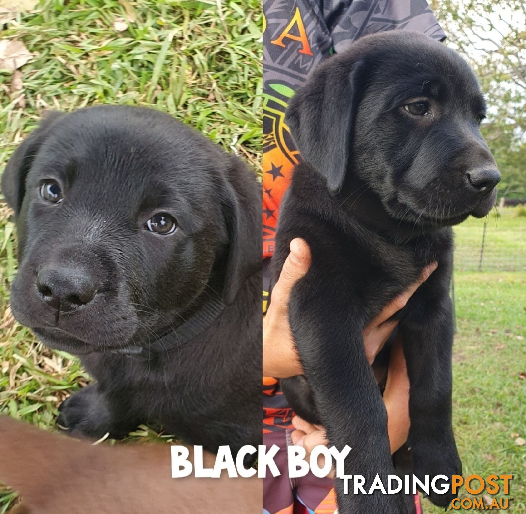 Purbred Labrador puppies