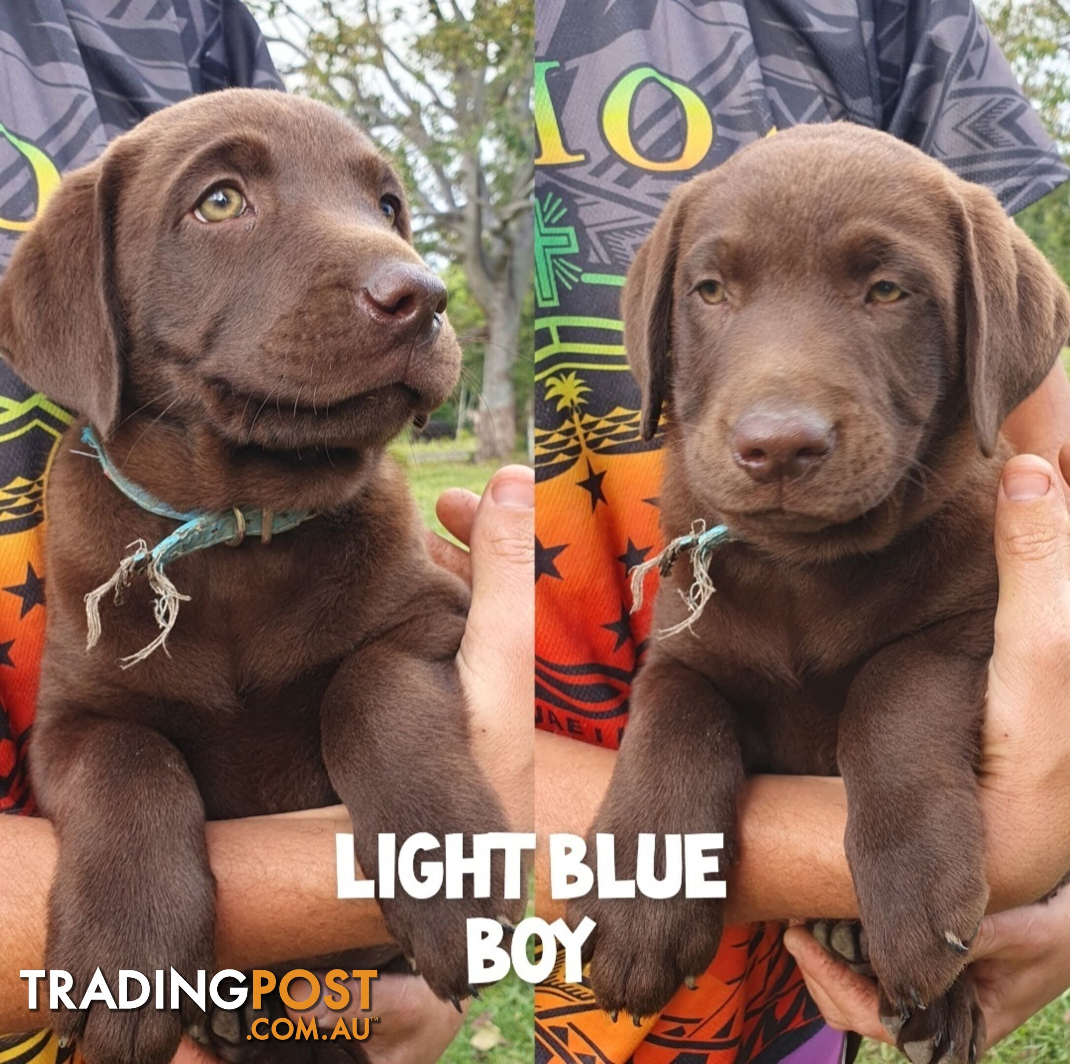 Purbred Labrador puppies